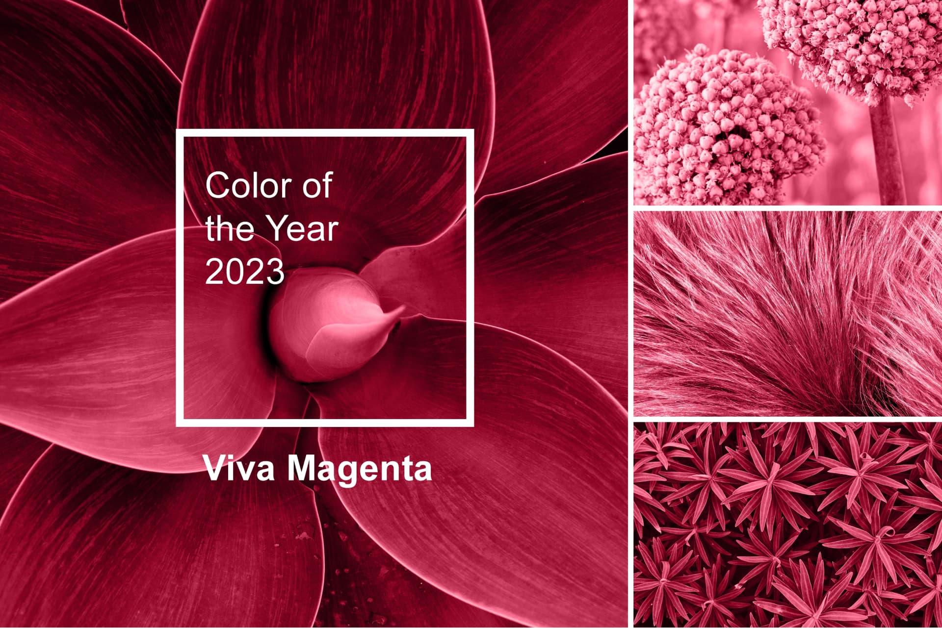 Viva Magenta! Enjoy Pantone's 2 Color Of The Year